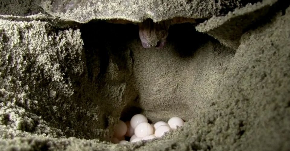 roof eieren zeeschildpadden mexico delicatesse beschermde diersoort nest