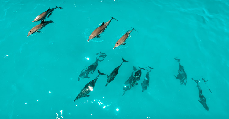 Drones uitgerust met warmtebeeld camera's redden dolfijnen in Nieuw-Zeeland